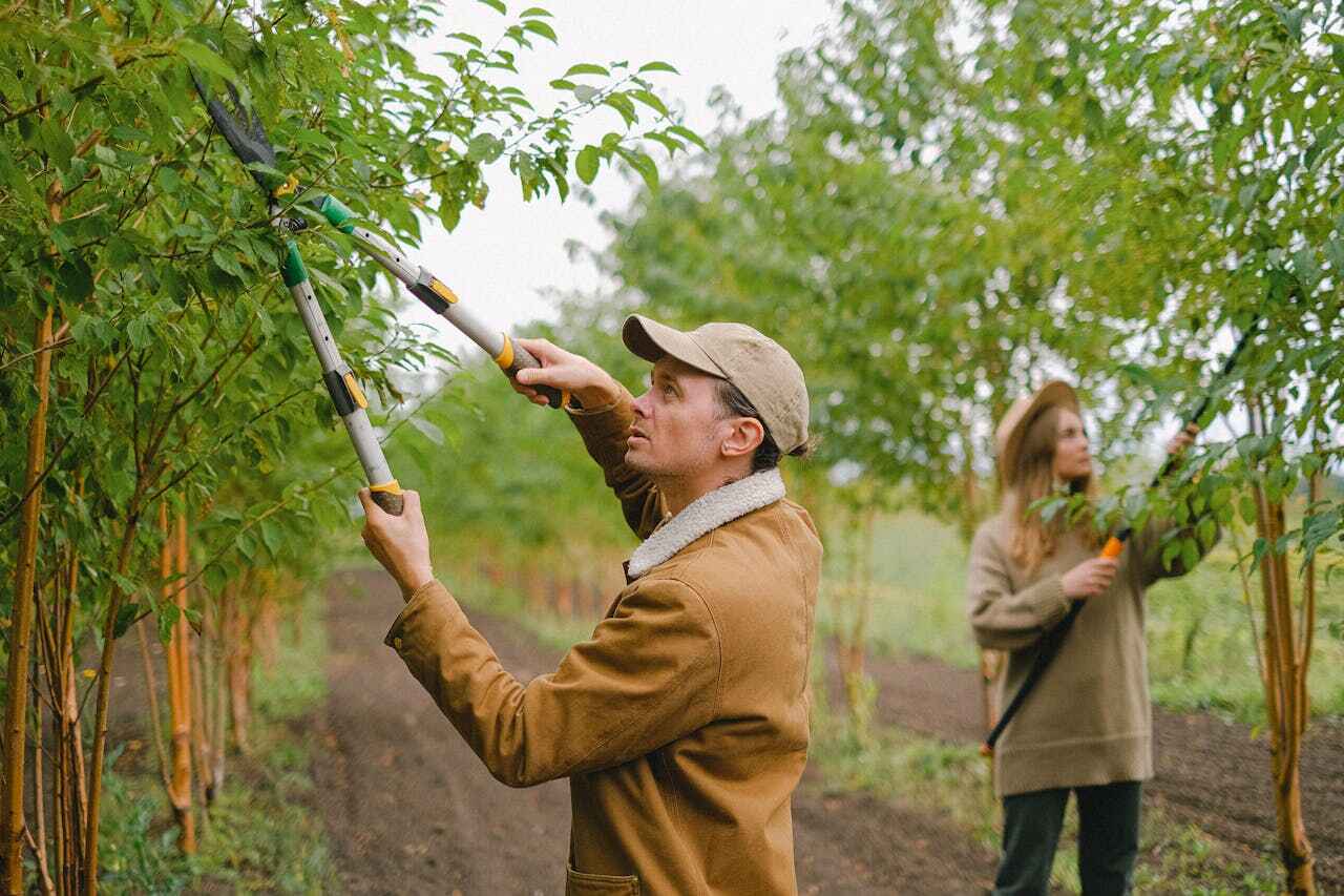 The Steps Involved in Our Tree Care Process in Aspen, CO